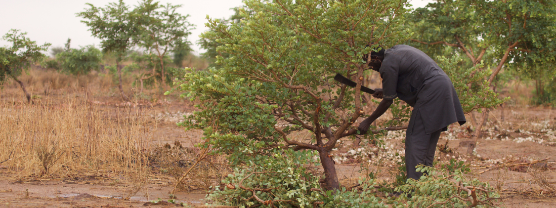 Land restoration work in a dryland landscape