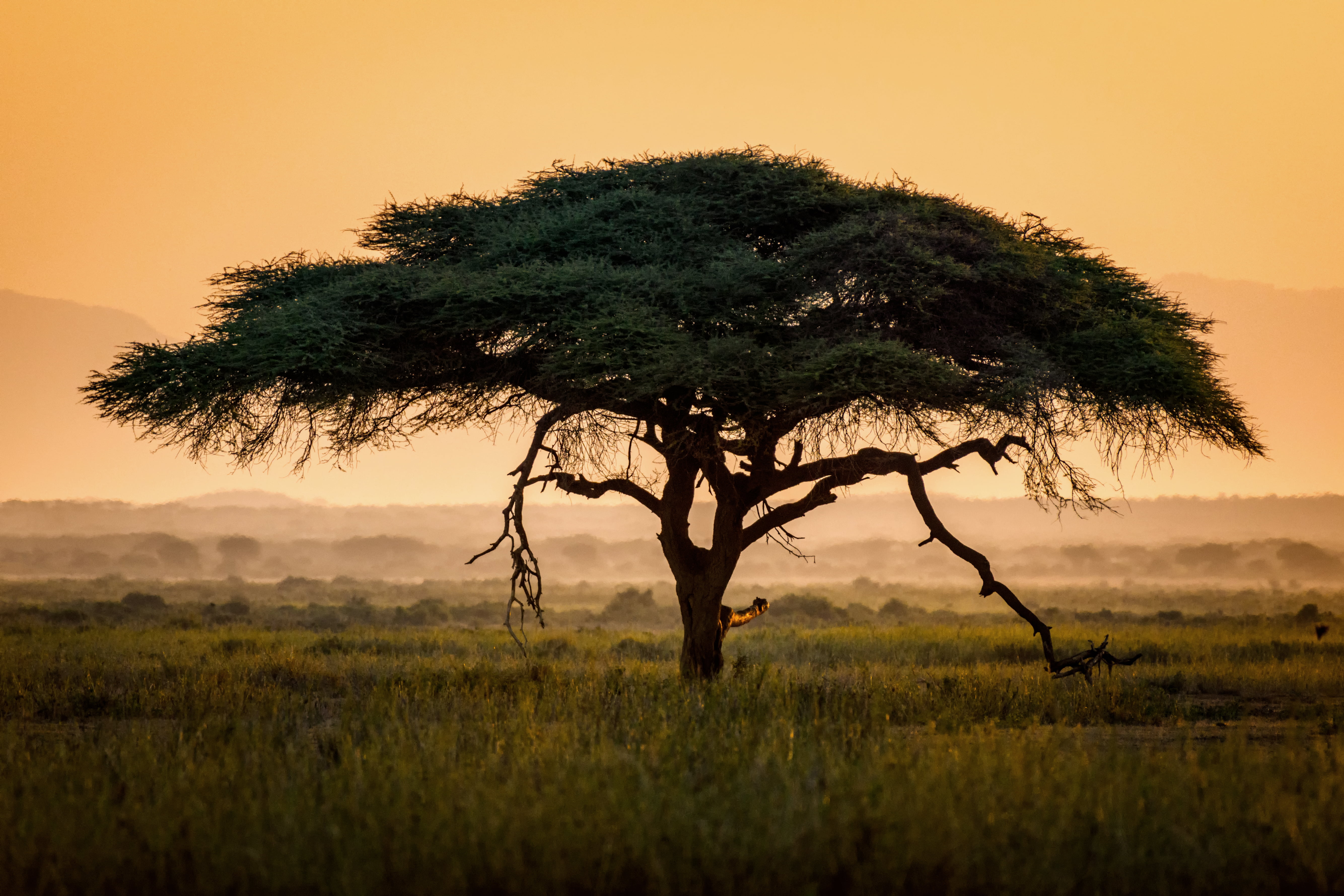 Acacia tree in an African dryland landscape